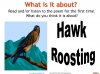 Hawk Roosting Ted Hughes Teaching Resources (slide 6/65)